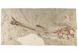 7.4" Cretaceous Fossil Fish (Charitosomus) - Lebanon - #200281-1